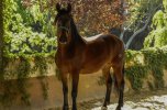 Katalonische Küste & Spanische Pferde 11