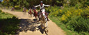 Andalusian horse fast gallop
