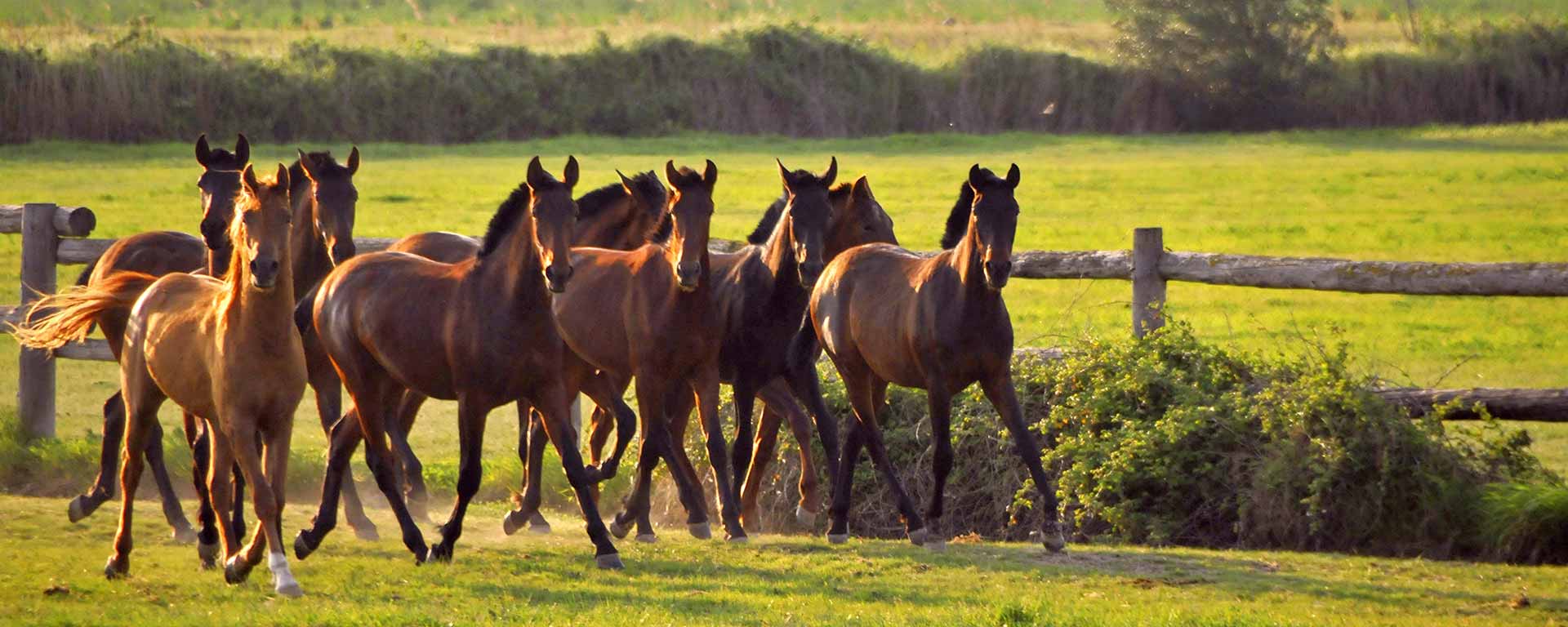  Andalusians, vine, beach gallops, Wild Coast and mountains