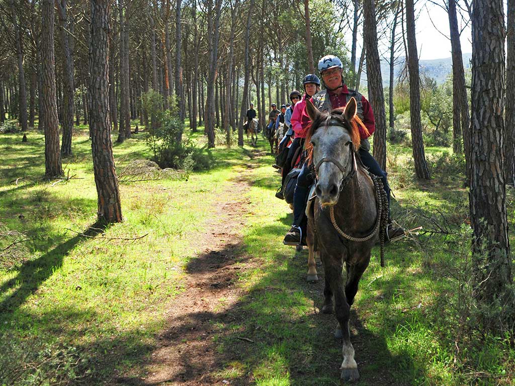 Pferde Suchen Ein Zuhause Panorama Trails