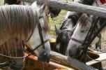 Catalan Coast & Spanish Horses Summer Trail 11