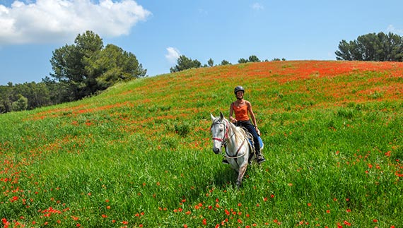 Calm horses good weather Catalonia