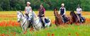 Reiten im wunderschönen Mohnblumenfeld in Spanien