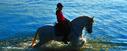 Spanish horses Mediterranean Sea