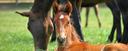 Andalusian foal horse riding holiday Spain