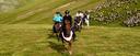 Gallop endless meadows Andalusian horses