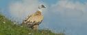 Bird watching on horseback Catalonia