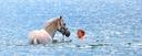 Mit Pferden schwimmen in Spanien