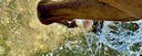 A trail horse splashing through a mountain river in the Pyrenees