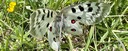 Butterfly resting on meadow in the Costa Brava countryside