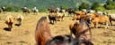 View from horseback over a cattle herd in the mountains, with trail riders in the background