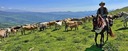 A cowboy riding through a cattle herd on a high alpine meadow in the Pyrenees