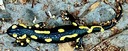 Close-up of a fire salamander resting on a stone in the mountain landscape
