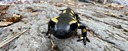 Close wildlife encounter during a horseback riding vacation, with a fire salamander on a mountain rock
